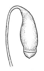 Bryum radiculosum, capsule. Drawn from K.W. Allison 703, CHR 515482.
 Image: R.C. Wagstaff © Landcare Research 2015 